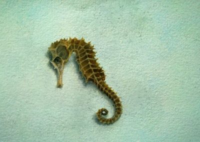 Zeepaardje (gedroogd)